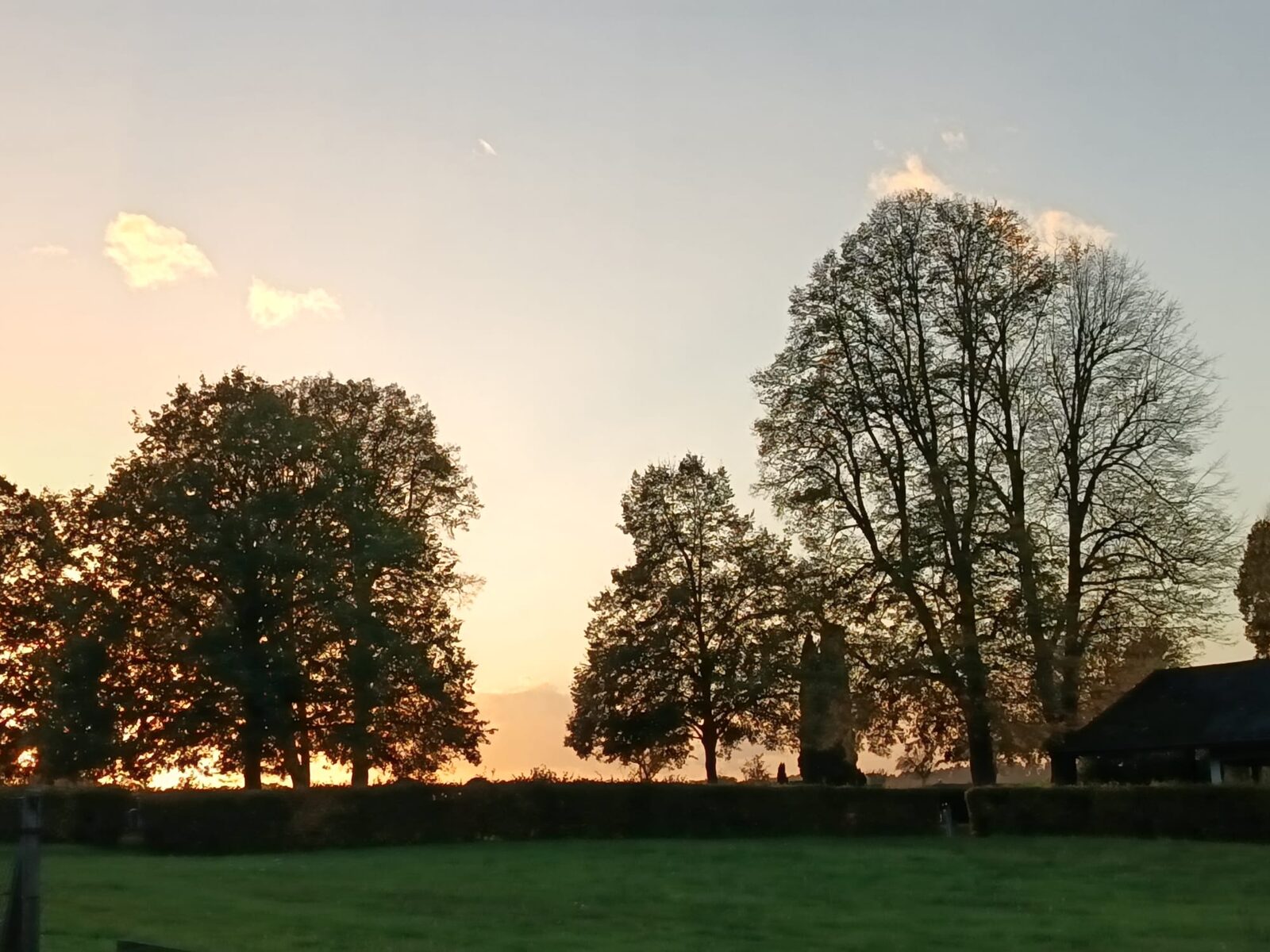 Silhouetten großer Bäume im warmen Licht des Sonnenuntergangs
