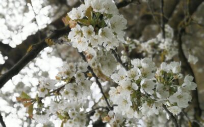 Monatsrückblick April 2021 – Wachstum im Verborgenen